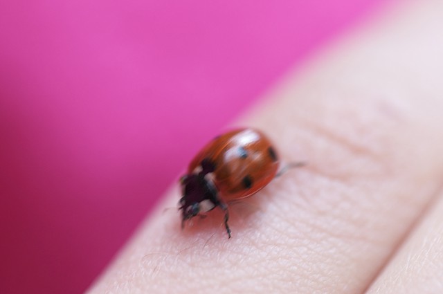 ladybug